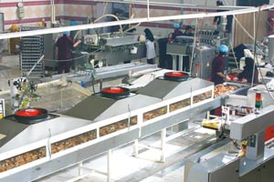 رکورد تولید کیک های چلسی به بیش از 30000 کارتن در روز